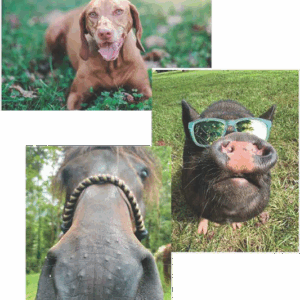 Woof, Neigh, Oink: Including Animals in Therapy (AAT)